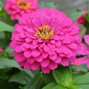Pembe Renk  Zinnia Çiçeği Tohumu