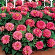 Pembe Renk  Zinnia Çiçeği Tohumu