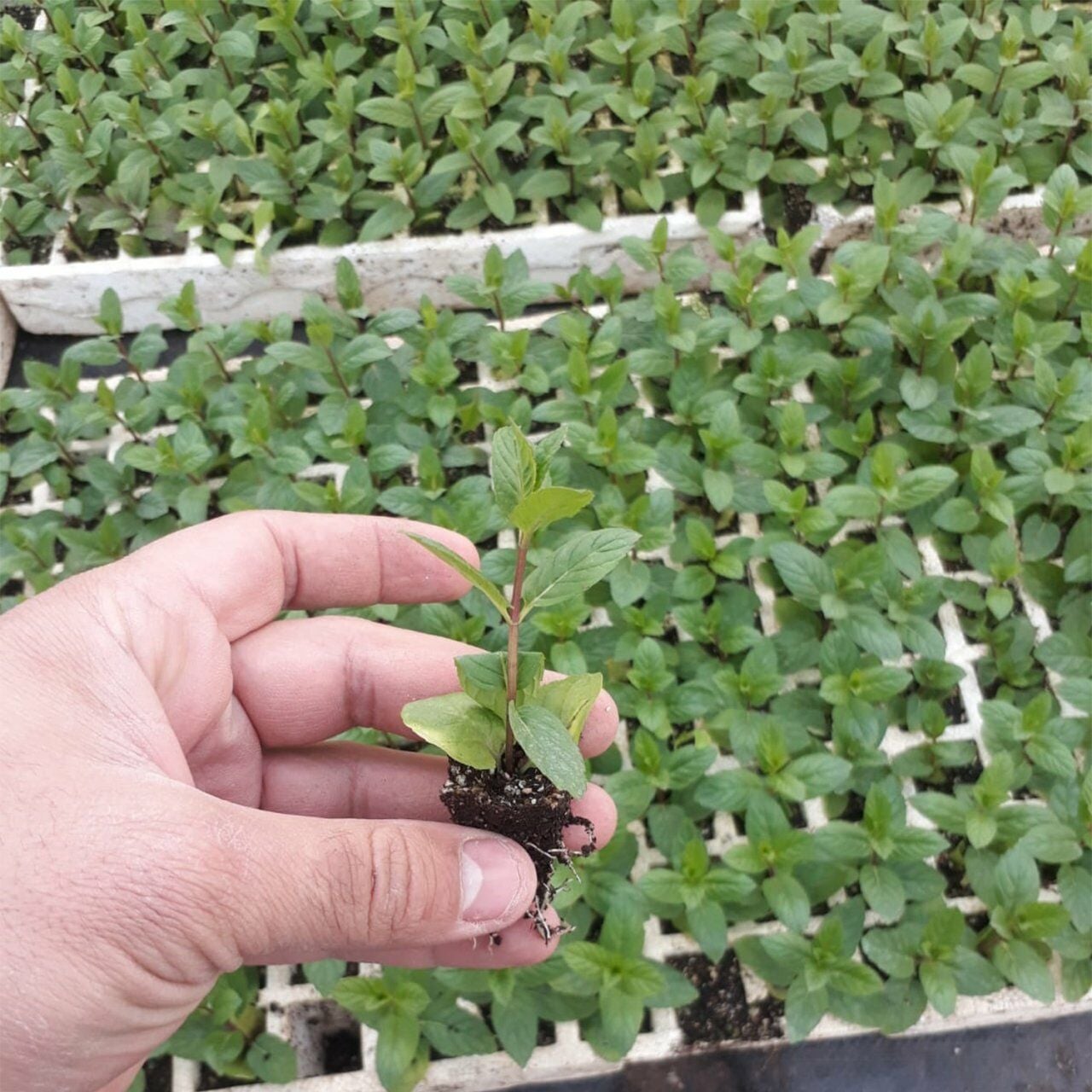 Köy Nane Fidesi 6 Adet