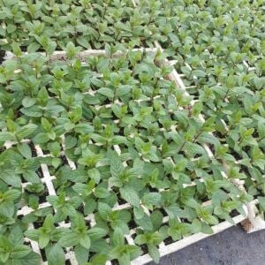 Köy Nane Fidesi 6 Adet