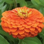 Turuncu Renk Zinnia Çiçeği Tohumu