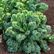 Kıvırcık Lahana (Curly Siberian Kale) Tohumu
