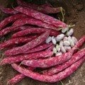 Yediveren Sırık Barbunya Tohumu (50 Tohum)