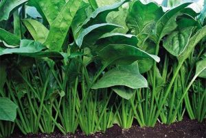 Yediveren Ispanak Fidesi 12 Adet