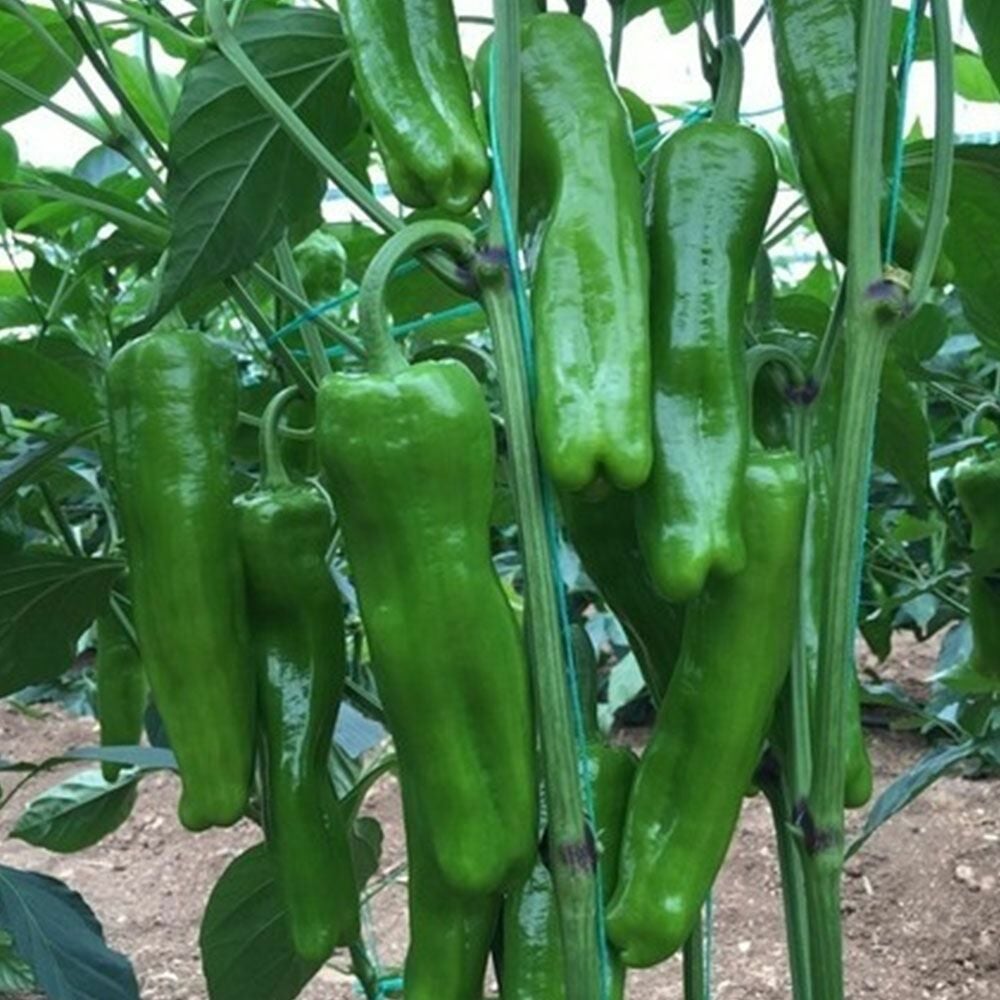 Üçburun Köy Biberi Fidesi 6 Adet