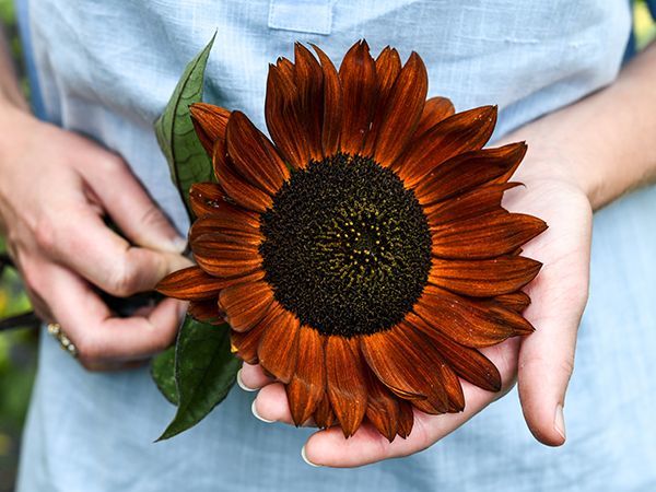 Alev Kırmızı Ayçiçeği (Red Sunflower) Tohumu 5 Adet