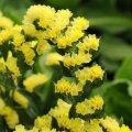 Karışık Limonyum (Statice Sinuata) Çiçeği Tohumu 30 Adet