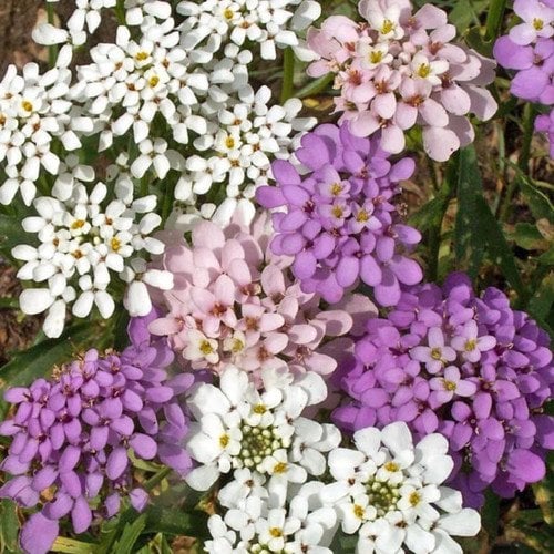 Karıışık Renkli İberis (CandyTuft) Çiçeği Tohumu 20 Adet