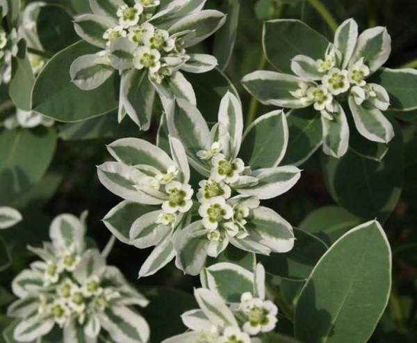 Üçüz Çiçeği (Euphorbia Marginata) Tohumu (5 Tohum)