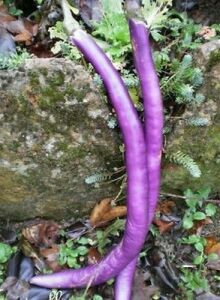 Patlıcan Fidesi (Muğla Yılanı) 6 Adet