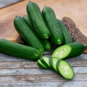 Hıyar Fidesi (Çengelköy Tipi) 6 Adet