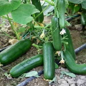 Hıyar Fidesi (Çengelköy Tipi) 6 Adet