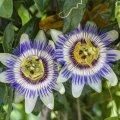 Passiflora Meyvesi (Çarkıfelek) Tohumu (5 Tohum)