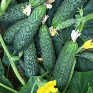 Hıyar Fidesi (Kornişon) 6 Adet