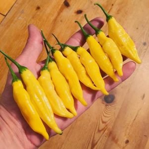 Limon Damlası Acı Biber Tohumu (10 Tohum)