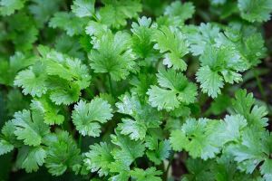 Kişniş Otu(Aşotu) Tohumu 100 Adet