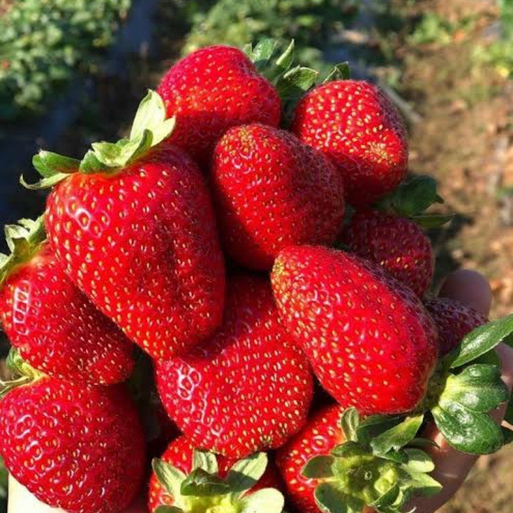 Albion Çilek Tohumu (100 Tohum)