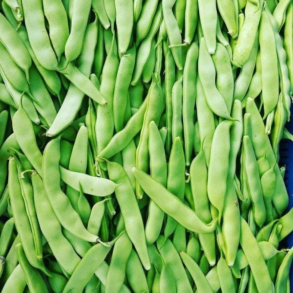 Ayşe Kadın Sırık Fasulye Tohumu (50 Tohum)