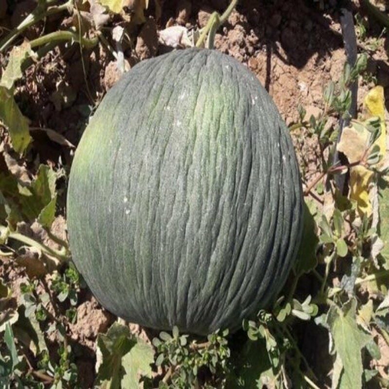 Hasanbey Kavun Tohumu (20 Tohum)