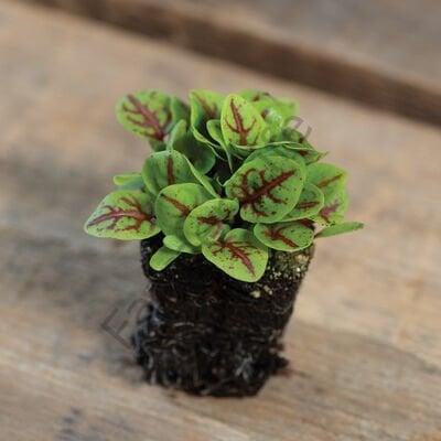 Kırmızı Damarlı Kuzu Kulağı Fidesi 6 Adet