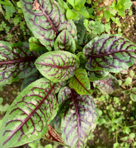 Kırmızı Damarlı Kuzu Kulağı Fidesi 6 Adet