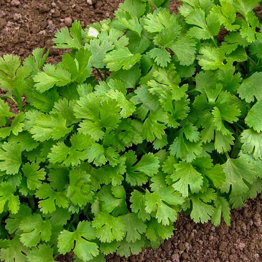 Kişniş Aş Otu Fidesi 6 Adet