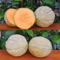 Altın Kalpler (Cantaloupe) Kavunu Tohumu (10 Tohum)