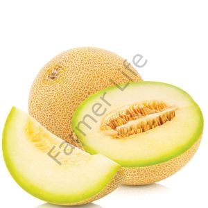 Ananas Kavun Fidesi 6 Adet