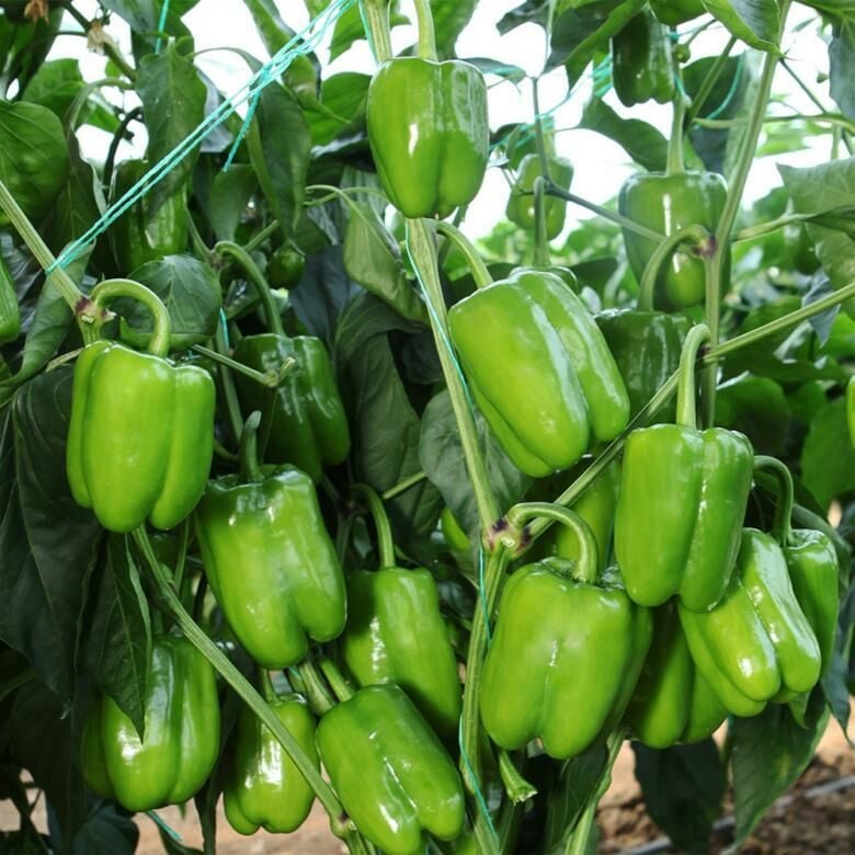 Yediveren Dolma Biber Tohumu (200 Tohum)