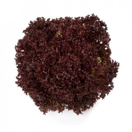 Carmesi Kırmızı Kıvırcık Marul Fidesi 12 Adet