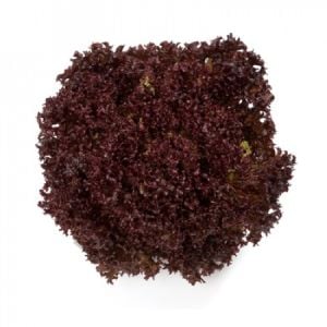 Carmesi Kırmızı Kıvırcık Marul Fidesi 12 Adet