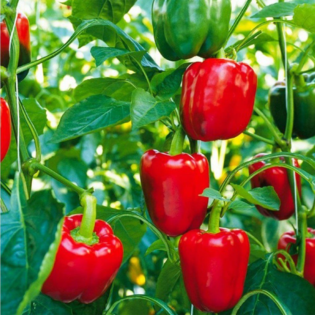 Kırmızı Yediveren Dolma Biber (California) Tohumu (10 Tohum)