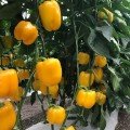 Sarı Dolma Biber Tohumu (California)(10 Tohum)