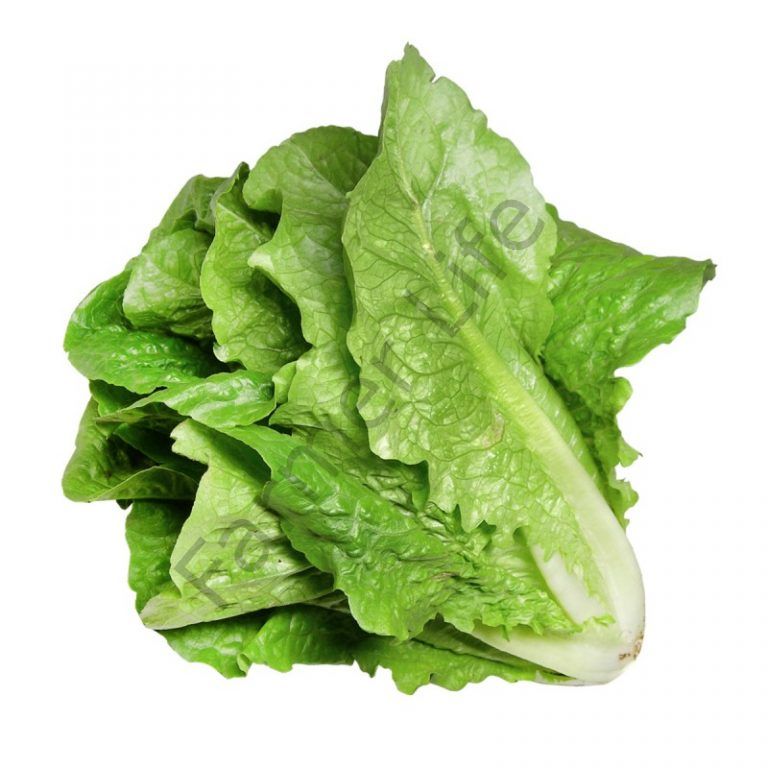 Yedikule Marul Fidesi 12 Adet