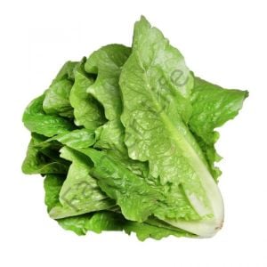 Yedikule Marul Fidesi 12 Adet