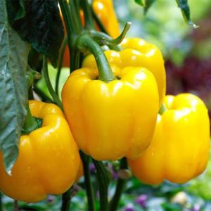 Sarı Dolma Biber Tohumu (California)(10 Tohum)
