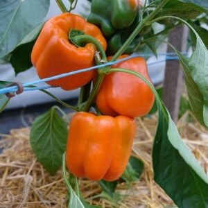 Turuncu Dolma Biber Tohumu (California)(10 Tohum)