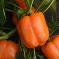 Turuncu Dolma Biber Tohumu (California)(10 Tohum)