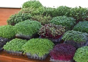 10 Çeşit Organik MicroGreen Yeşillik Seti (5000 Tohum)