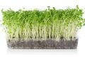 10 Çeşit Organik MicroGreen Yeşillik Seti (5000 Tohum)