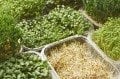 10 Çeşit Organik MicroGreen Yeşillik Seti (5000 Tohum)
