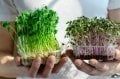 10 Çeşit Elit Organik MicroGreen Yeşillik Seti (2000 Tohum)