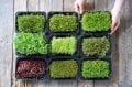 10 Çeşit Elit Organik MicroGreen Yeşillik Seti (2000 Tohum)