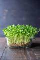 10 Çeşit Elit Organik MicroGreen Yeşillik Seti (2000 Tohum)