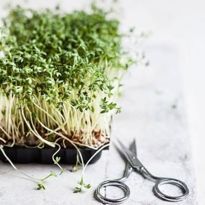 10 Çeşit Elit Organik MicroGreen Yeşillik Seti (2000 Tohum)