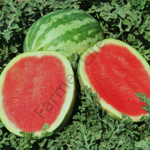 Atalık Karpuz Tohumu Crimson Sweet (100 Tohum)