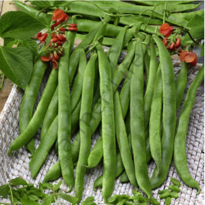 Scarlet Runner Beans (Çalı Fasulyesi) Tohumu