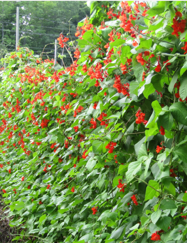 Scarlet Runner Beans (Çalı Fasulyesi) Tohumu
