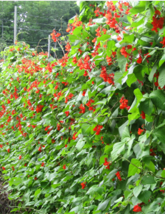 Scarlet Runner Beans (Çalı Fasulyesi) Tohumu