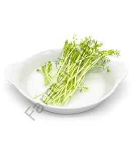 Microgreen Yeşillik Nohut Tohumu 100 gr